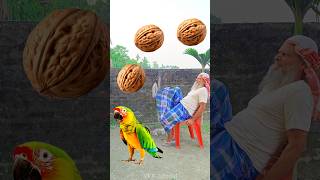 Rounding walnuts to Duck Peacock Pigeon amp Parrot  Birds names magic video [upl. by Nnybor]