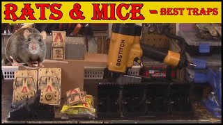 Rats amp Mice  Traps amp Tips [upl. by Shelia]