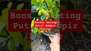 Bonsai Anting Putri Hampir Kering bonsai [upl. by Airdnek]