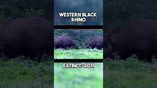 Last Videos of 5 Extinct Animals [upl. by Enneirb]