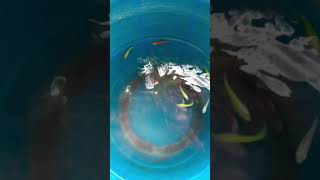 zebra fish bridging tipszebrafish ka breed kaise karenABCD Unique Pets shorts [upl. by Harwell]