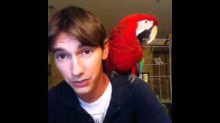 QampA  Macaws  How do i keep macaw from biting [upl. by Elodie255]