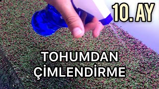 Akvaryum Bitkisi Tohumdan Çimlendirme 10’uncu Ay [upl. by Adaven]