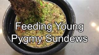 Feeding Small Pygmy Sundews [upl. by Aramoy]