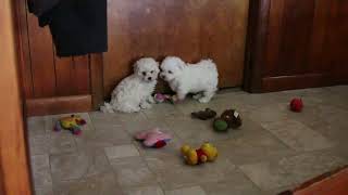 Bichon Puppies for Sale [upl. by Jump]