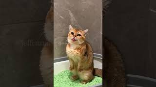 The end ❄️ shortvideo funny funnypetschannel yourcat cat yourpet [upl. by Fionna]