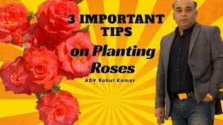 इन 3 बातो का ध्यान रखे अगर घर पे लगा है गुलाब  3 Important Tips to plant ROSES [upl. by Nylarac]