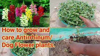 How to grow and care Antirrhinum plant  Dog Flower  Snapdragon Flower Plants gardenrooftop [upl. by Cirdes]