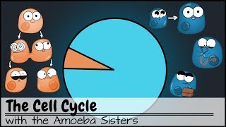 The Cell Cycle and cancer Updated [upl. by Shig]