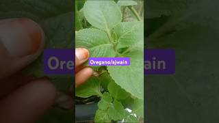 Ajwain Ka Paudha  Ajwain Plant  Oregano Plant  Ajwain Ka Paudha Kaisa Hota Hai  food plants [upl. by Knutson]