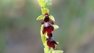 Ophrys insectifera  Orquídea mosca  Fly Orchid [upl. by Farver61]