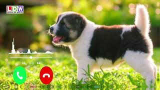 Puppy Ringtone  Dog Ringtone  Puppy Sound  Dog Sound Ringtone  Animals Ringtone  Best Ringtone [upl. by Fauver]