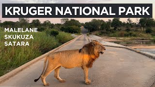 Kruger National Park  The Kruger Catwalk [upl. by Eeralih]