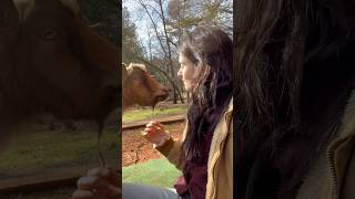 Playing with my goats goatee 😛 goat ranchlife farmanimals [upl. by Nace]