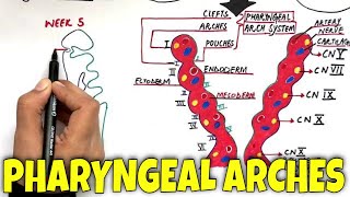 Pharyngeal Arches and its Derivatives  MASTER it in 7 minutes [upl. by Eillom]