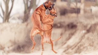 How My Rhodesian Ridgebacks Make Me Better [upl. by Meeker]