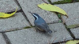 RedBreasted Nuthatch Foraging amp Feeding [upl. by Anelet]