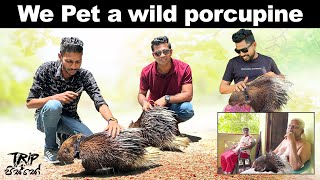 Is it safe to pet a porcupine  😱  well tamed porcupines in Sri Lanka [upl. by Nylirrej116]