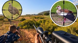 Waterfowl and Pheasant Hunting with Double 22LR [upl. by Gyasi]