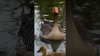 Greylag Goose family with 5 goslings Greylag Goslings sound part3 [upl. by Asilad90]