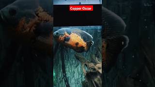 Copper oscar fish shortsfeed shortsviral oscarfishlover ytshorts [upl. by Cain]