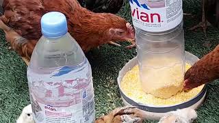 Tray feeder and drinker for chicks [upl. by Derej278]