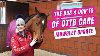 OTTB TRANSFORMATION The Dos amp Donts of OTTB Care  Part 1 [upl. by Essa]