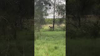 Aussie Kangaroo 🦘 aussie australia nature asmr travel kangaroo relax animalshorts auslife [upl. by Kalb894]