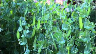 How to Garden Grow Snow Peas [upl. by Olsen]