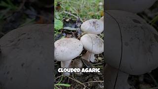 A Closer Look Identifying Clouded Agaric in the Wild foraging wildmushrooms nature [upl. by Strander]