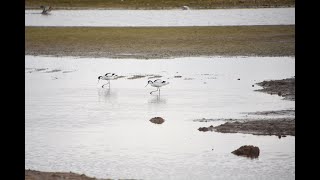 Avocet  Recurvirostra Avocetta  Titchwell Marsh 30th Mar 2024 [upl. by Luba]