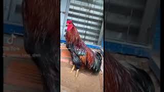 Gà viêt rặc chicken xuhuong rooster [upl. by Richman147]