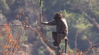 Chacma Baboon in desperate need of his family after Leopard attack wildlife pilanesbergpark [upl. by Llenyr95]