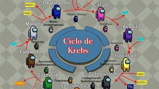 Glucólisis y Ciclo de Krebs [upl. by Walli740]