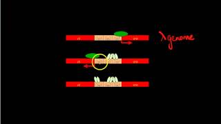 cI repressor protein [upl. by Sandye697]