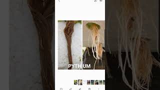 PYTHIUM HIDROPONIA [upl. by Nevin359]