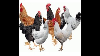 viral spraying chicken to eliminateprevent fleas in a simple poutry farmTreating Mites and Lice [upl. by Ebehp]