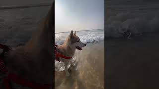 Roobaroo ft Klaus amp the Beach 🧿🐚🌊 pets huskydog top doglover beach beachdogs trending [upl. by Karlotta]