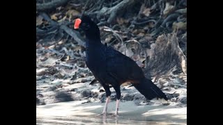 Razorbilled Curassow IN THE WILD  Mitu tuberosum  mutumcavalo Puro Pulso Agosto2016 [upl. by Ellac]