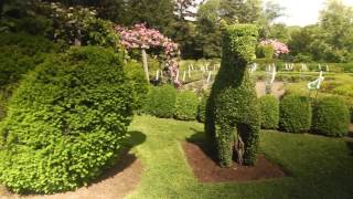 Best Plants for Topiary [upl. by Eehtomit]