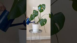 🪴🪴monstera repotting youtubeshorts productiveday foryou [upl. by Infield75]