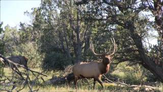 AZ Elk VideosThe Thirds Sprayer Bull by Colburn and Scott Outfitters [upl. by Pavior806]