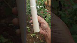 Banana stem curry ytshorts healthyrecipes viral2024 foodblogging cooking [upl. by Jacques865]