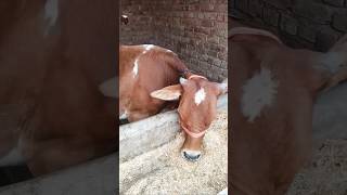 cowdairyfarmvlog dailyroutine dairyfeed formula cowlover animallover dairyindustry shortvido [upl. by Elyrrad27]