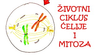 ŽIVOTNI CIKLUS ĆELIJE I MITOZA [upl. by Neelyk]