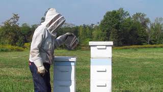 Varroa Mite Treatment [upl. by Enened]