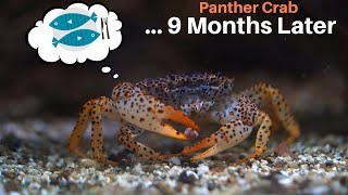 My Panther Crab DOUBLED In Size 🦀 [upl. by Odille]