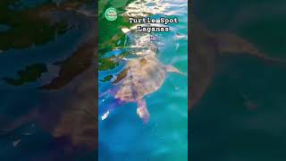 Turtle Spot LaganasZakynthos Greece🇬🇷 reels travel shortsvideo shortvideo short shorts [upl. by Wende]