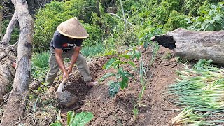 Tanpa Kimia Semilir Angin Membuat Ku Semangat Aku Tanam Bawang Lancang [upl. by Nimzaj]