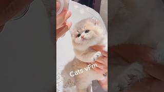 This Cat Redefines Cuteness 😍 cat [upl. by Ahsinawt]